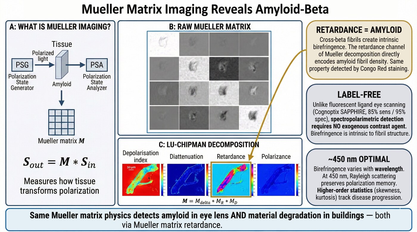 Mueller matrix imaging reveals amyloid-beta via retardance channel and Lu-Chipman decomposition